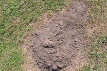 Pest & Disease Factsheet - Moles on ornamentals crops