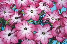 Nicotiana
