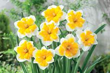 Narcissus