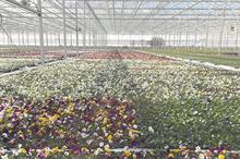 Top 60 Ornamentals Nurseries: Nursery leaders