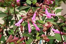 Salvia 'Kisses and Wishes' (Hardy's Cottage Garden Plants)