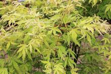 Acer palmatum 'Metamorphosis' (Burncoose)