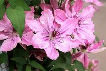 Clematis 'Sarah Elizabeth' (Raymond Evison)