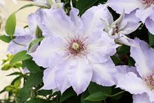 Clematis 'Tranquilite' (Raymond Evison)