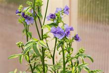 Polemonium 'Kaleidoscope' (Hardy's Cottage Garden Plants)