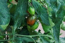 Tomato 'Shimmer' (Pennard Plants)