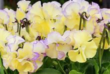 Viola 'Bridie' (Victorian Violas)