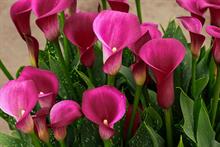 Zantedeschia 'Flirt' (Brighter Blooms)