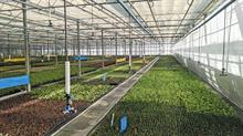 Greosn farming and horticulture business is parent company of Newey