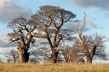 Six things that professionals should know about veteran trees