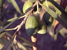 Palmstead looks for Xylella plant alternatives