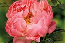Paeonia