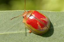 Paropsisterna selmani