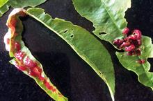 Leaves affected by peach leaf curl infection