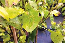 Pest and disease factsheet - Pear leaf blister mite
