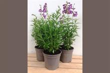 How are growers going to revolutionise recycling with the taupe plant pot?