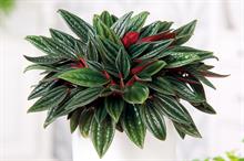 Peperomia