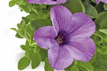 Petunia Tea Light Violet - image: Beekenkamp