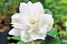 Pearls of Perfume recently introduced philadelphus is the first to flower all summer long