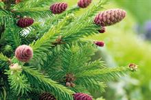 Picea