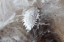 Pest & Disease Factsheet - Mealybugs