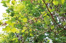 Plane anthracnose - image: Dove Associates