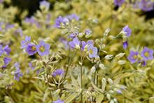 Polemonium 'Golden Feathers' tipped for top sales
