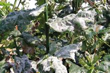 Pest & disease Factsheet - Powdery mildew affecting ornamentals crops