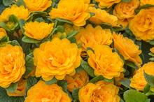 Kerley launches new varieties after coronavirus crisis halts open days