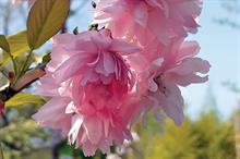 Asano: each deep-pink chrysanthemum flower has up to 100 pointed petals