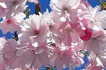P. ‘Beni-yutaka’ AGM (H6) pale pink flowers close up
