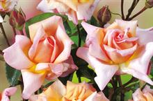 Climbing roses