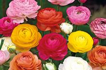 Ranunculus