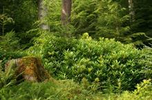 What is the best way to restore land following rhododendron removal?