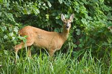 Roe deer - image: Flickr/hedera.baltica (CC by 2.0)