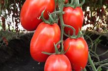 Bayer launches large-scale pre-launch trial of new tomato varieties with resistance to Tomato Brown Rugose Fruit Virus