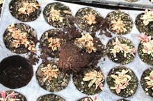 Pest and disease management - Phytophthora root rots