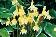Roscoea