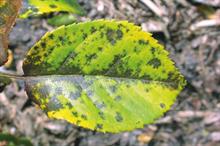 Pest & Disease Management - Fungal leaf spots on ornamental crops