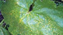 Yellow dotted rust pustules on wide green hollyhock leaf - credit: Dove Associates