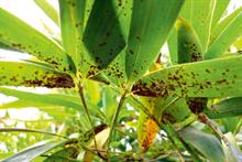 Pest and disease factsheet - Rust affecting ornamentals crops