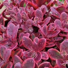 More Plantarium new plants revealed