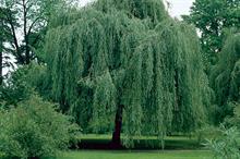 Salix