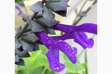 Salvia 'Rhythm & Blues' (Bodacious Series)