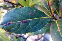 Scale insects: waxy scales protect pests - image: Dove Associates