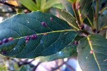 Pest and disease factsheet - Scale insects on ornamentals crops
