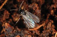 Pest & Disease Factsheet - Sciarid flies