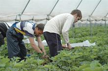 Seasonal labour: ongoing challenge for British growers facing tough season ahead - image: NFU