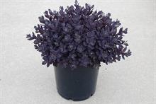 Sedum 'Sunsparkler Plum Dazzled'
