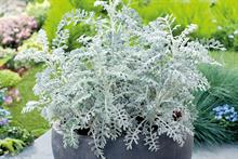 S. cineraria ‘Silver Dust’ - all images: Floramedia